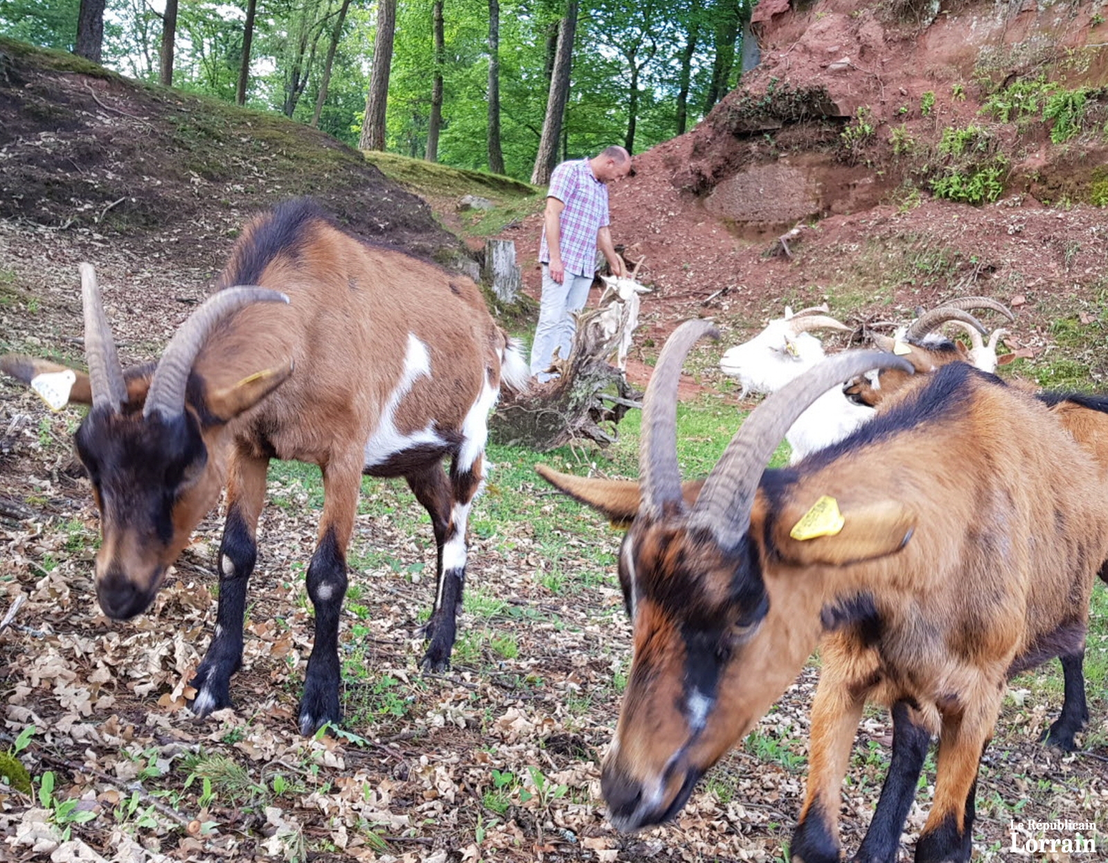 les-betes-servent-de-tondeuses-ecologiques-exactement-comme-les-moutons-sur-le-glacis-de-la-citadelle-photo-rl-1528303306.jpg les-betes-servent-de-tondeuses-ecologiques-exactement-comme-les-moutons-sur-le-glacis-de-la-citadelle-photo-rl-1528303306.jpg
